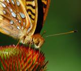 Sipping Nectar<br> by joandaniel