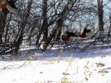 Wild Turkeys in Flight<br>by dave v