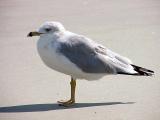 Ring-Billed Gull<BR><font size=9>by KMCC</font size>