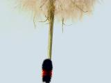 <b>5th (tie)</b><br><b>Out of Season</b><br> by Cheryl Meisel