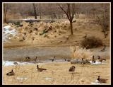 Fowl Friends * by Troy Gorodess