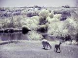 Two Llamas</b><br><font size =1>Mike Klemmer