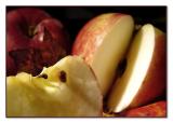 <b>Autumn arrivals</b><br><font size=1>*by Stphane Bouchard</font>