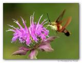 <b>8th(tie)</b><br>Hummingbird Moth<br>by Roberta Fair