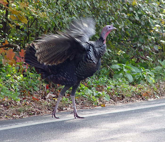 Wild Turkey by joandaniel