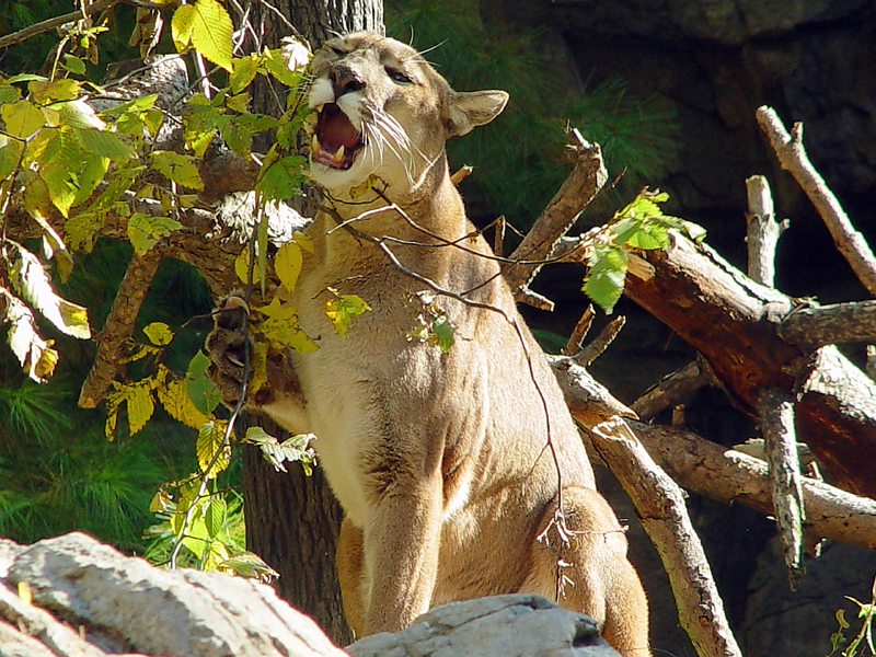 <b>cougar<br></b><font size=1>by Harry Behret</font>