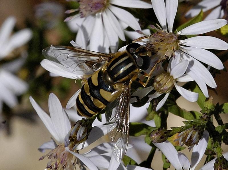 <b>yellow jacket<br></b><font size=1>by Harry Behret</font>