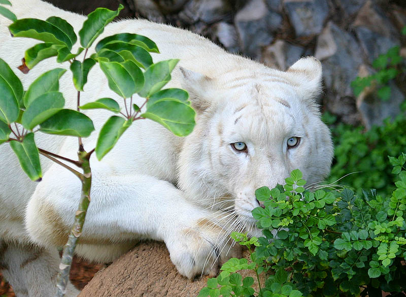 <b>6th</b><br><b>Peekaboo<br></b><font size=1> by Klaus Wiese</font>