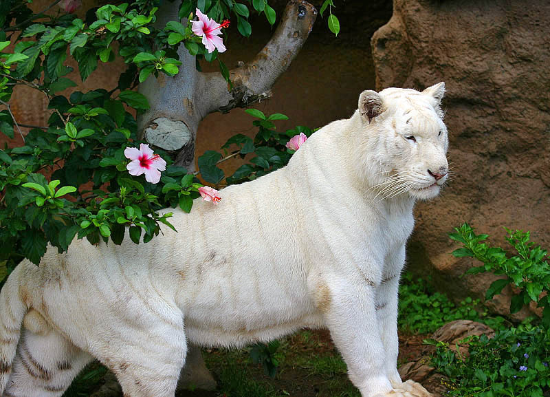 <b>Beauty and the Beast<br></b><font size=1> by Klaus Wiese</font>