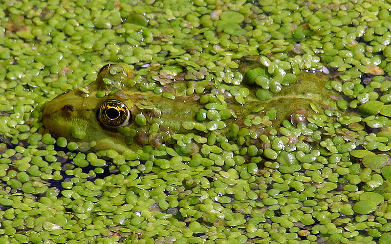 <b>Camouflage<br></b><font size=1> by Klaus Wiese</font>