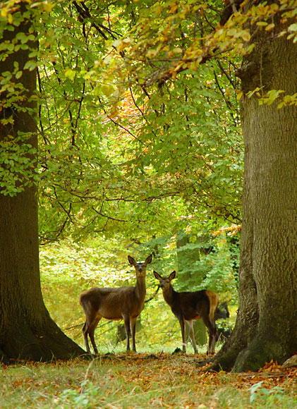 <b>10th (tie)</b><br><B>Mother and Daughter</B><br>by Willem