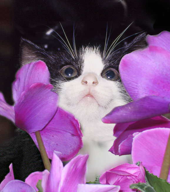 <B>Who me?</B><BR>*<FONT size=2>by Penelope</FONT>
