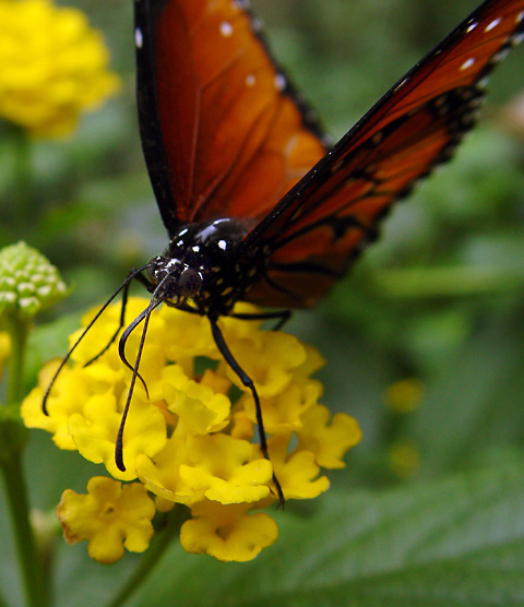 <b>Queen</b><br><i><FONT size=2>Danaus gilippus</font></i><br></font><FONT size=2>by George Dremeaux</font>