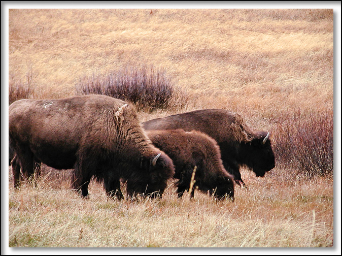 Three Bison * <br> by mlynn