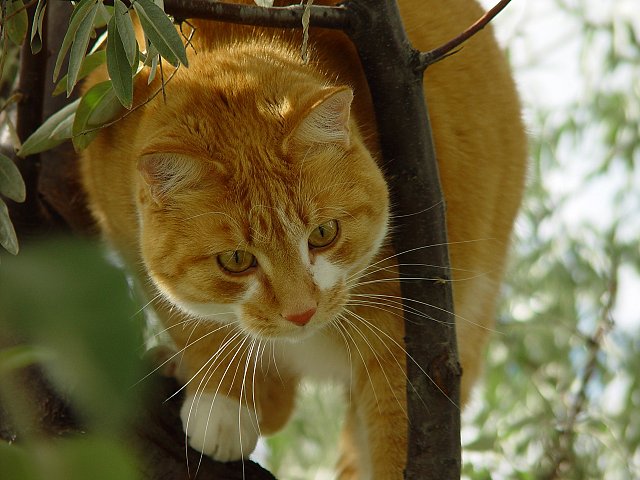 Wheres That Dog! by canadian ann