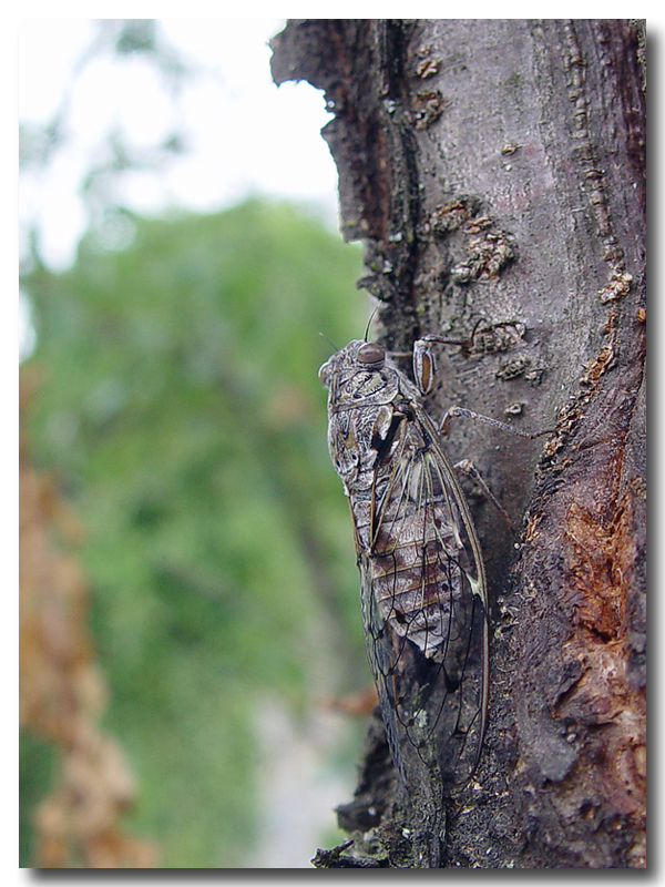 Cicada by Pierre