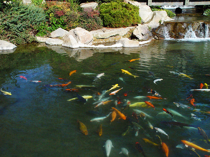 Koi Pond<br><font size=1>by JoseNoway</font>