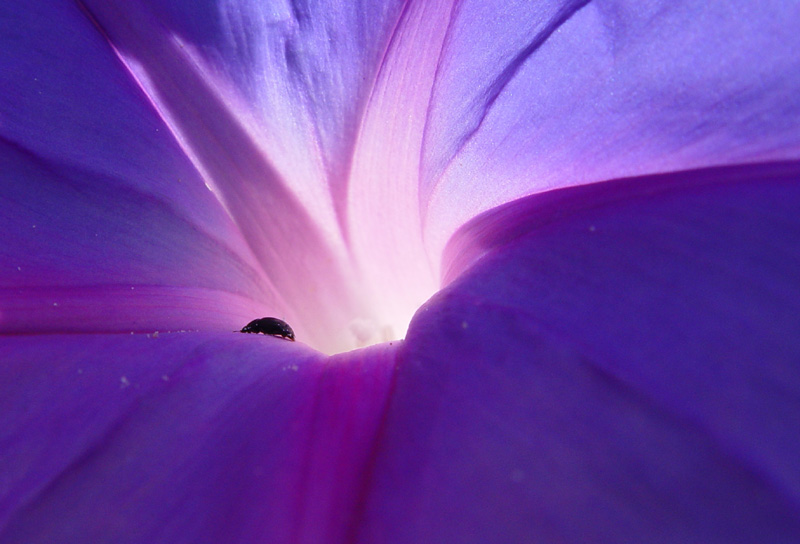 <b>5th (tie)</b><br>Beetle on Flower by redfive