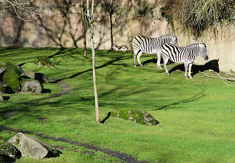 Zebra Shadows<br />by Gregg Morris