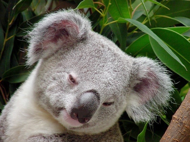 Sleepy Head by Pat McGinnis
