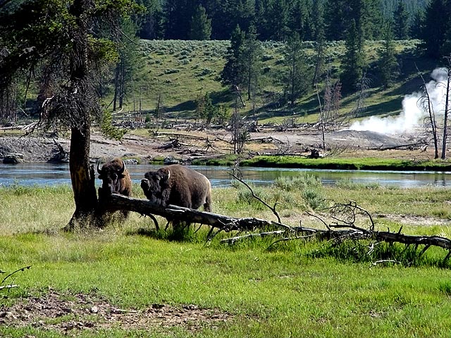 <b>Bison</b><br><font size =1>by <br>Bill Borne</font>