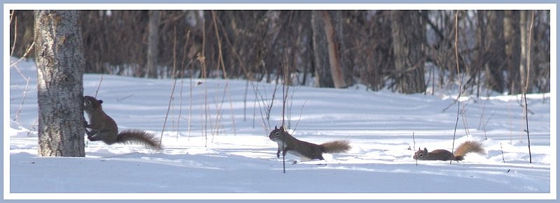 <b>9th (tie)</b><br>Up a Tree (version 2) * by canadian ann