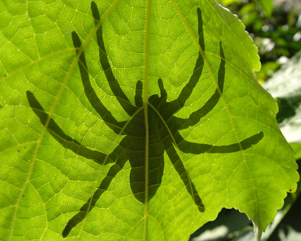 Spider silhouette by Chris_S