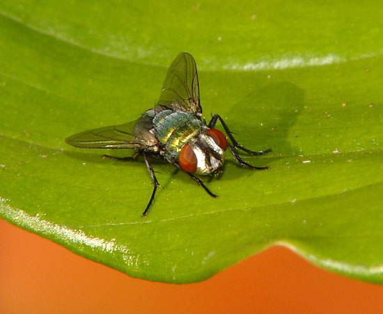 Fly on leaf by Chris_S