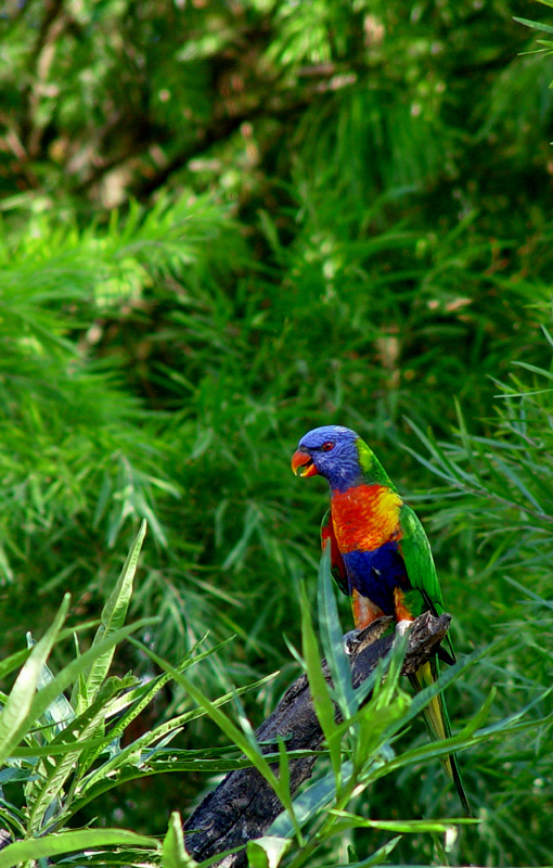 <b>6th (tie)</b><br>Rainbow Lorikeet by redfive