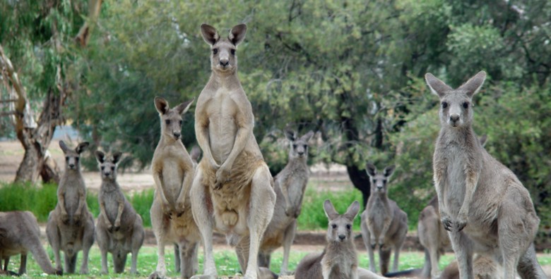<b>9th (tie)<br>The Mob from the Bush*</b><br><font size=1>by Ric Skilton</font>