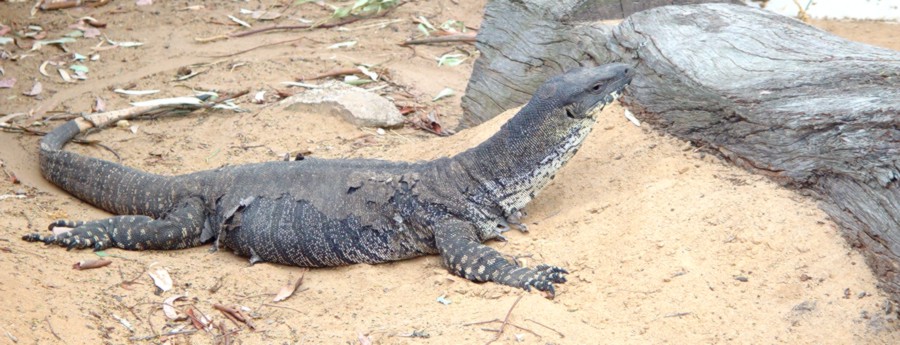 <b>Goanna<br></b><font size=1>by Ric Skilton</font>