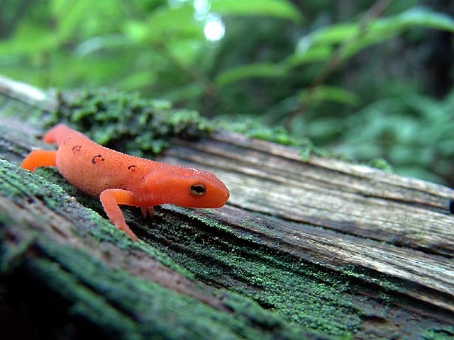 Red Eft