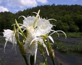 Cahaba Lily (Hymenocallis coronaria)