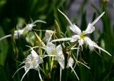 Cahaba Lily (Hymenocallis coronaria)