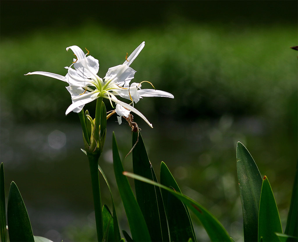 Cahaba Lily (Hymenocallis coronaria)