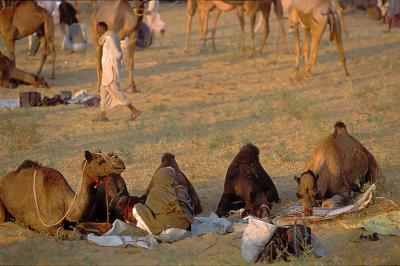 Camel240Fair.jpg