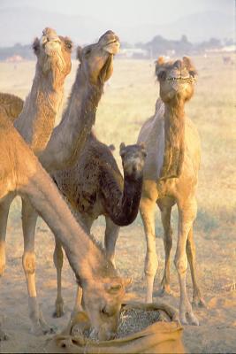 Camel241Fair.jpg