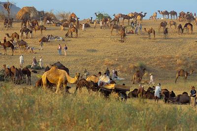 Camel242Fair.jpg