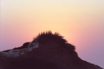 Camel352Dawn.jpg