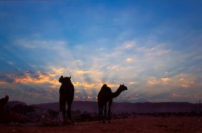 Pushkar210DawnFairDk.jpg