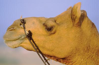 Pushkar214CamelFair.jpg