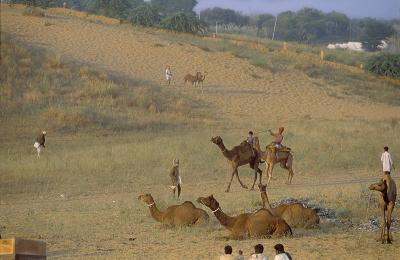 Pushkar216CamelFair.jpg