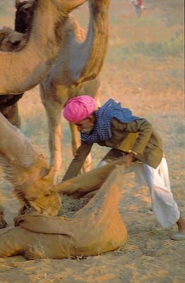 Pushkar217CamelFeed.jpg
