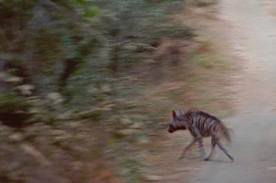 Hyena192Trail.jpg
