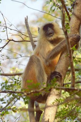 Langur295Tree.jpg