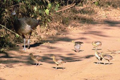 PeaChicks280Trail.jpg