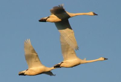 2-12 sunrise swans e 3466.jpg