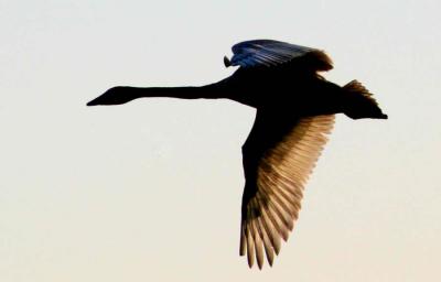 2-10 swan ed 3374.jpg