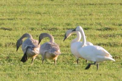 2-10 swan family e 3359.jpg