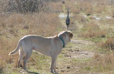 2-12  e dog watches heron 3631.jpg